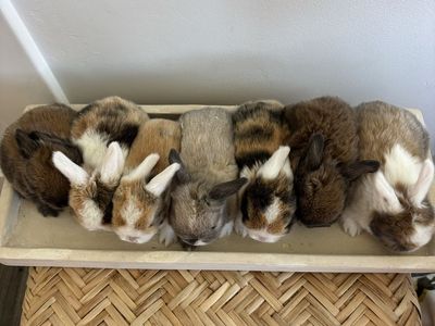 Holland lop bunnies