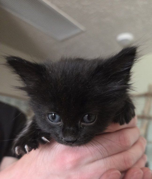 Kitten