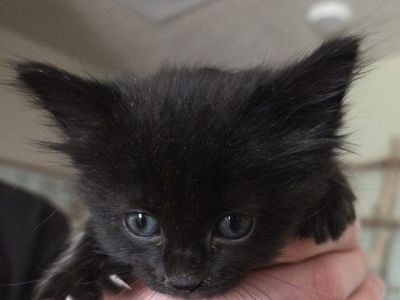 Kitten