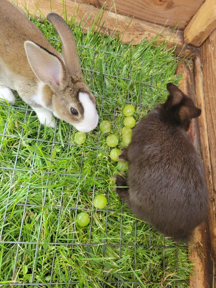 New Zealand  meat rabbits