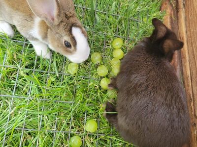 New Zealand meat rabbits
