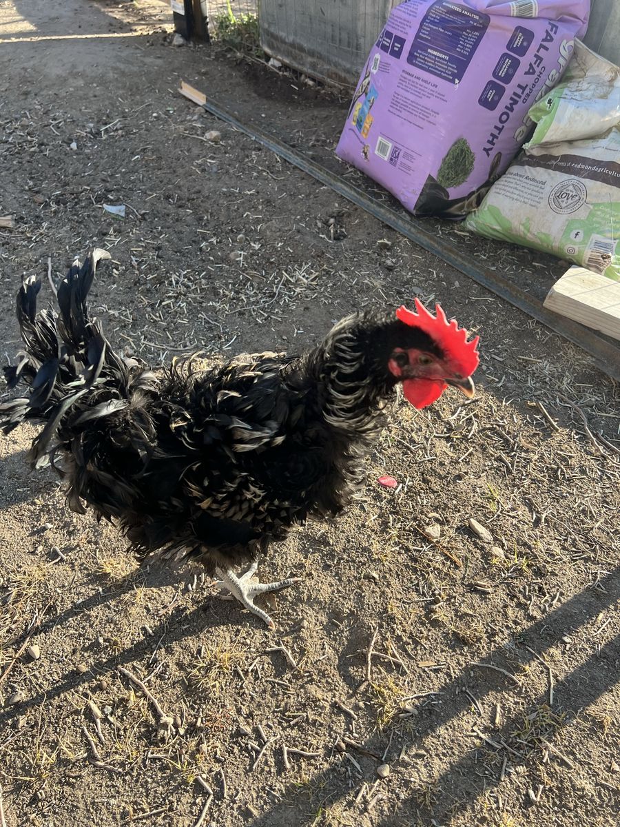 Frizzled rooster