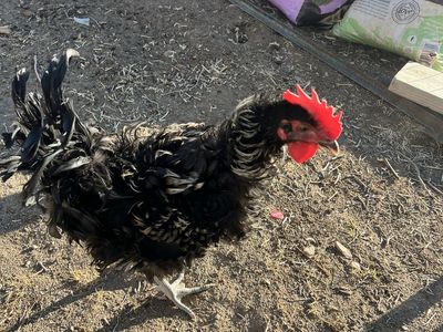 Frizzled rooster