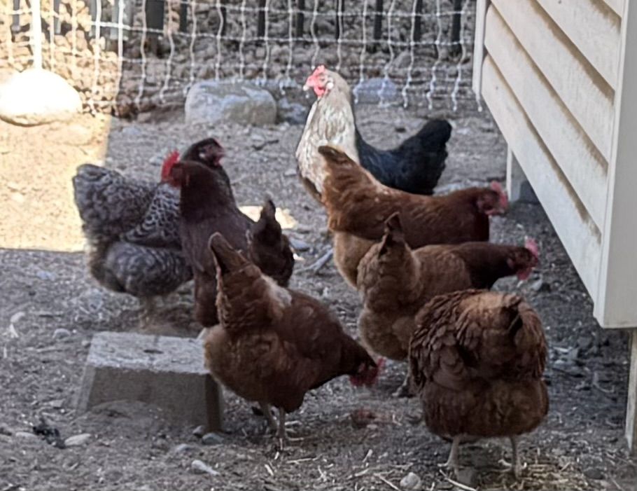 Free laying hens 