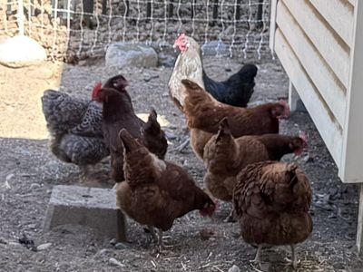 Free laying hens