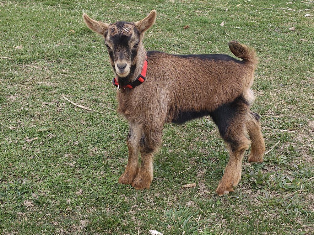 Oberhasli/ Guernsey Male Goat