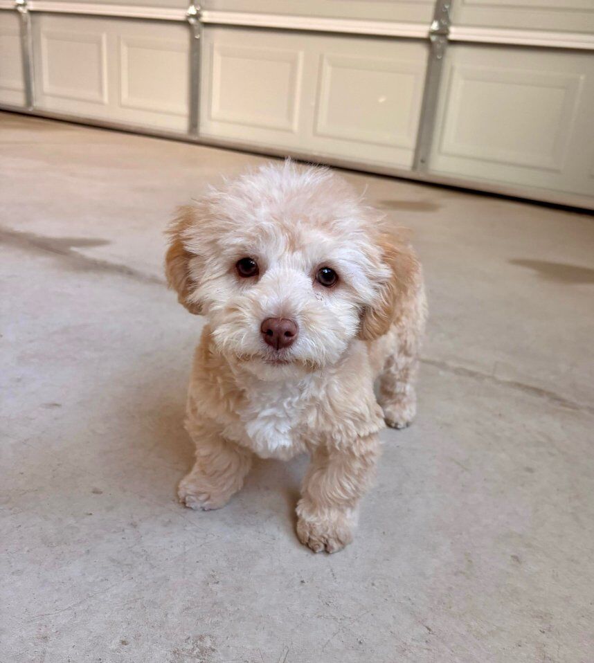 Maltipoo puppy, 6 months old, FULLY vaccinated