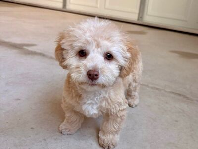 Maltipoo puppy, 6 months old, FULLY vaccinated