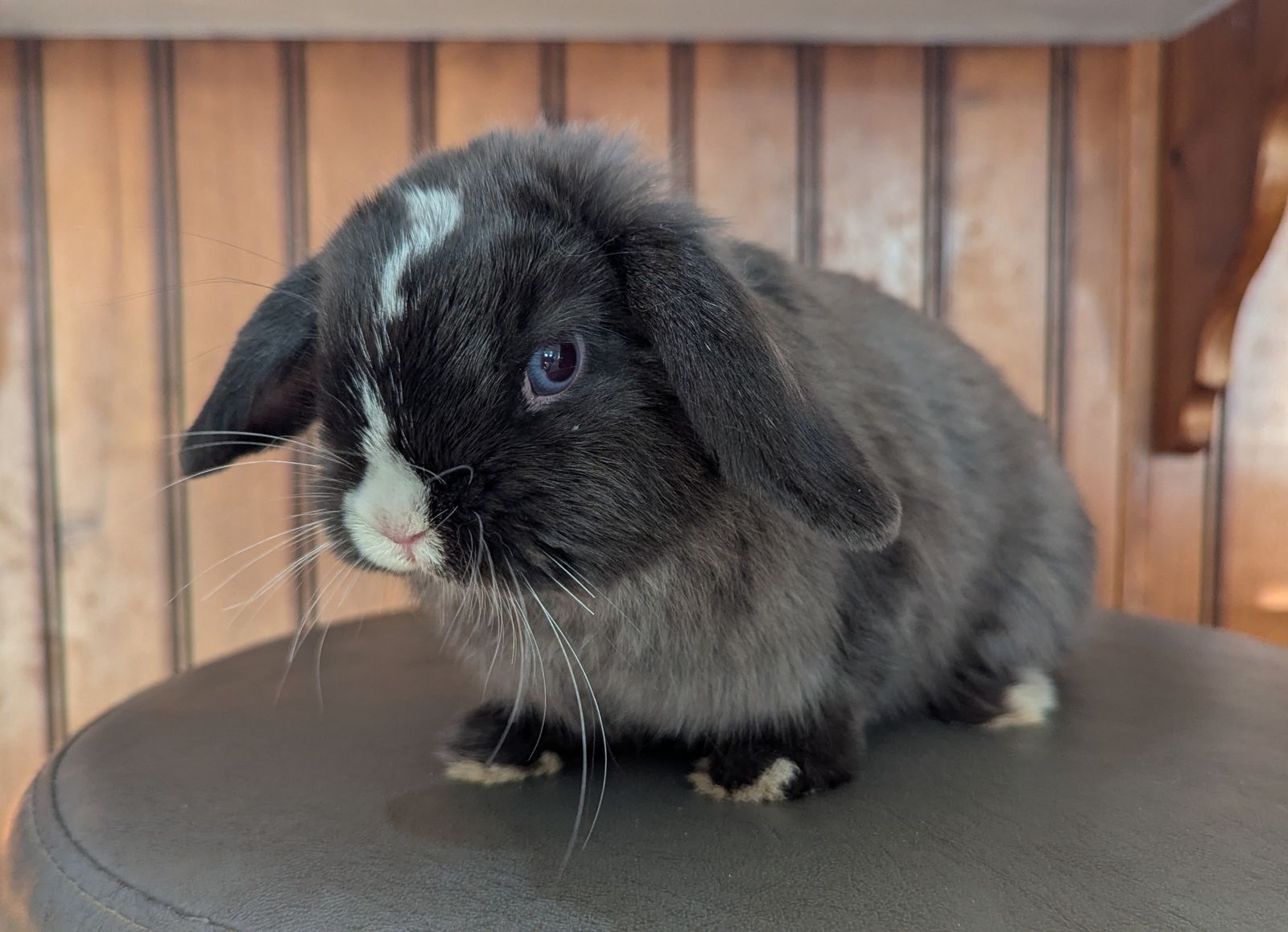 Hand-fed Blue Eyed Holland Lop Doe