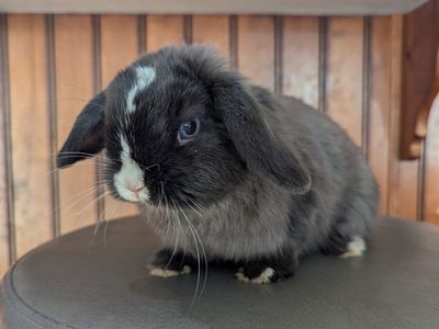 Hand-fed Blue Eyed Holland Lop Doe