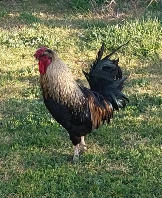 Farm Rooster