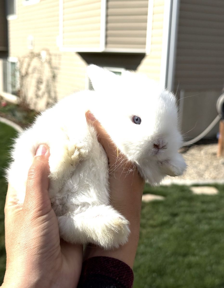 Blue-Eyed White Holland Lop Bunny - Sweet & Handled
