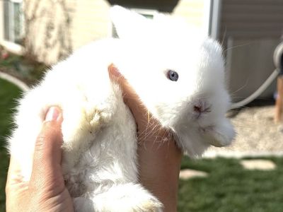 Blue-Eyed White Holland Lop Bunny - Sweet & Handled