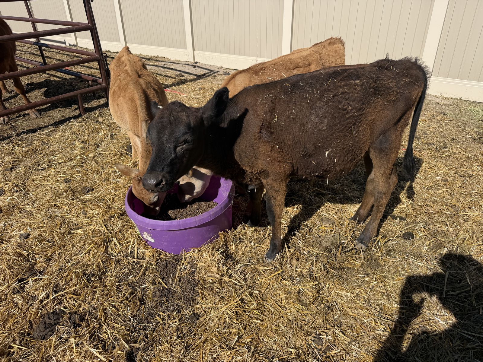 6 month old Jersey Angus heifer