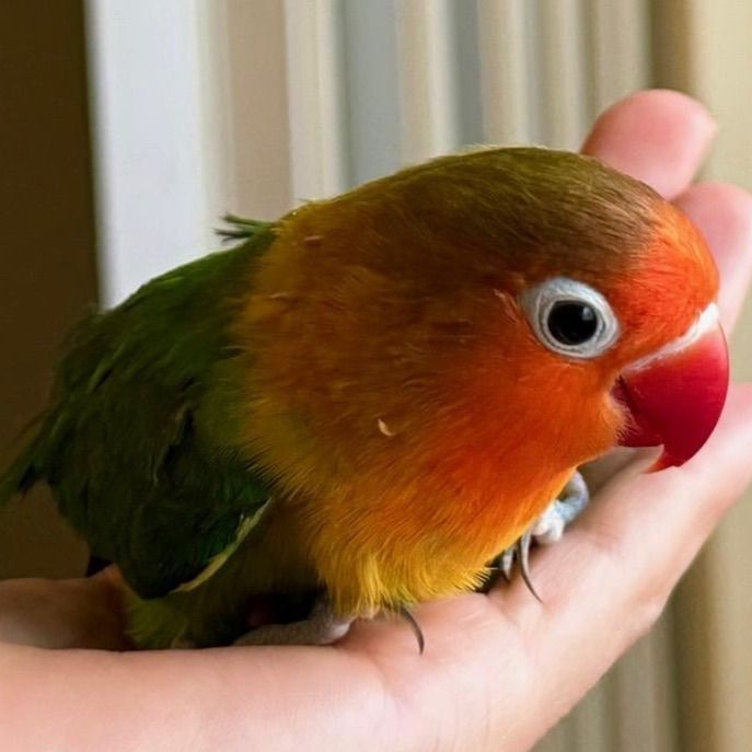 KIWI BABY LOVEBIRD HAND TAME FISCHER LOVE BIRD 4MO