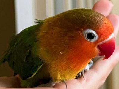 KIWI BABY LOVEBIRD HAND TAME FISCHER LOVE BIRD 4MO
