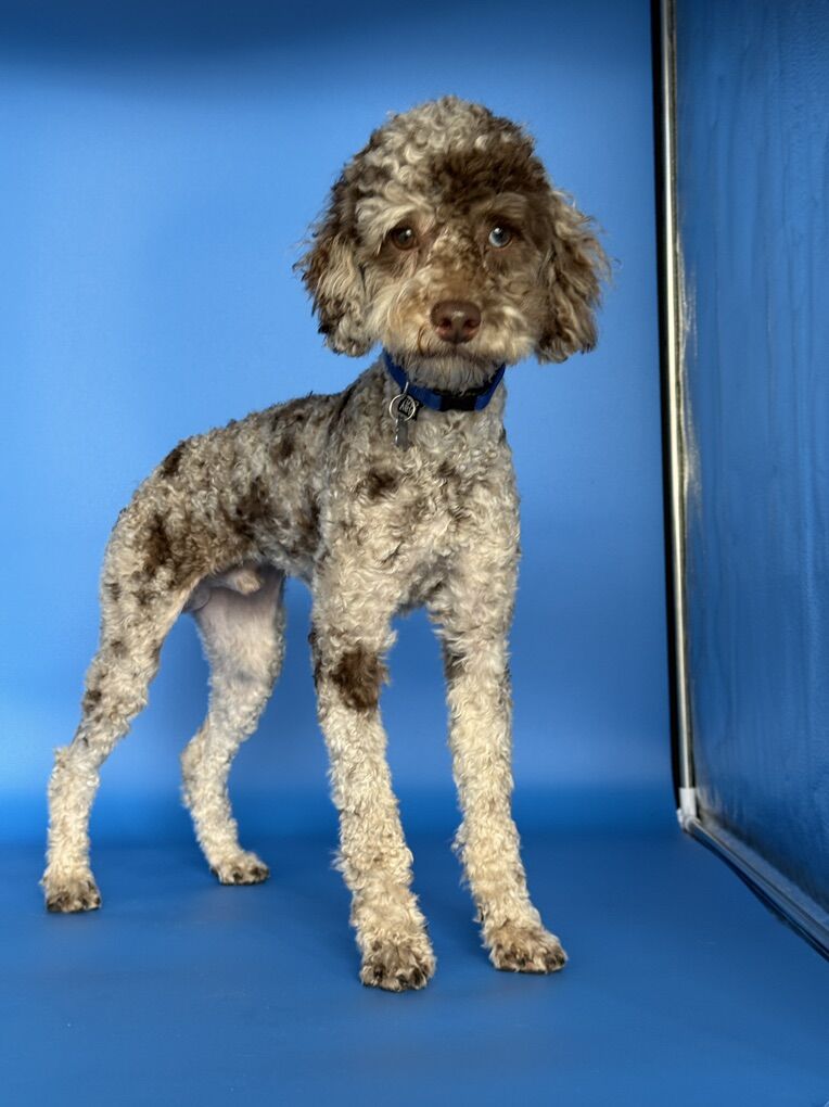 Blue Eyed Chocolate Merle 10lb Poodle