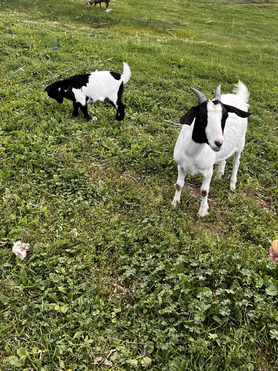 Savanna—Boer—Nubian goats 