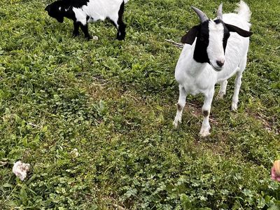 Savanna—Boer—Nubian goats