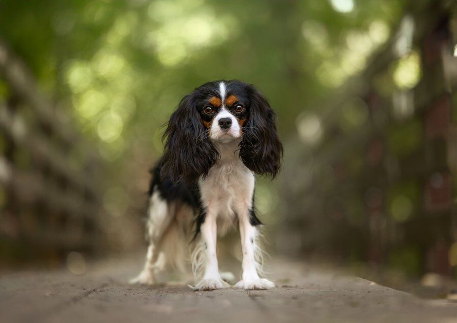 Petite Tricolor Cavalier King Charles Spaniel stud