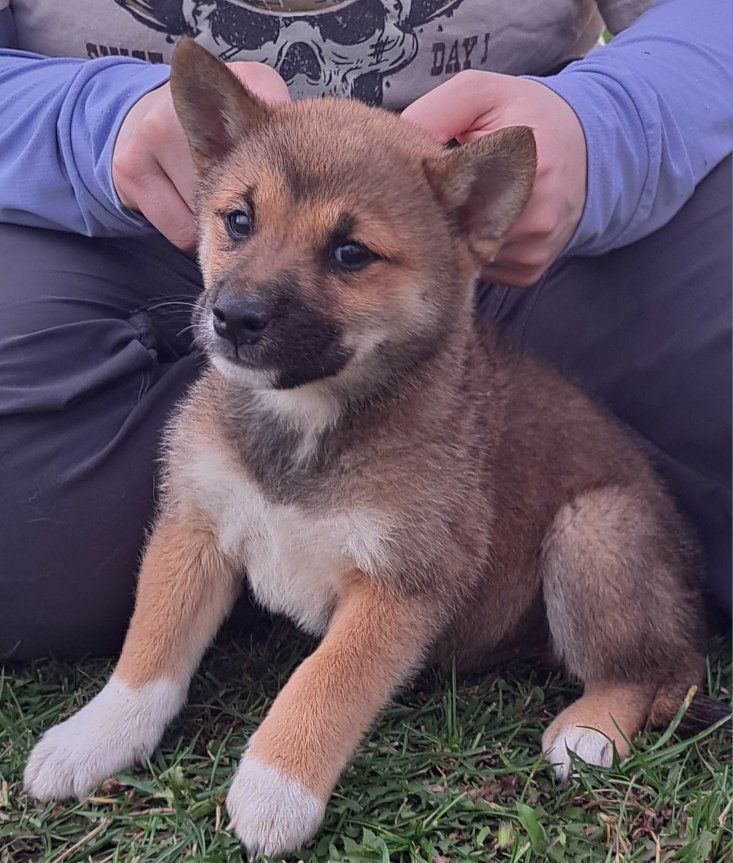 Shiba Inu Puppies All Boys Purebred