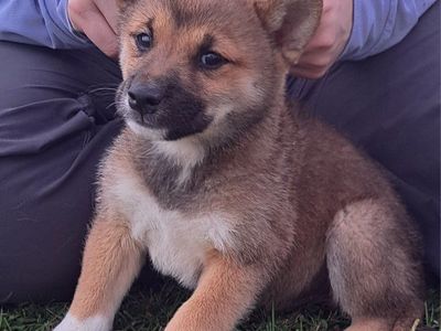 Shiba Inu Puppies All Boys Purebred