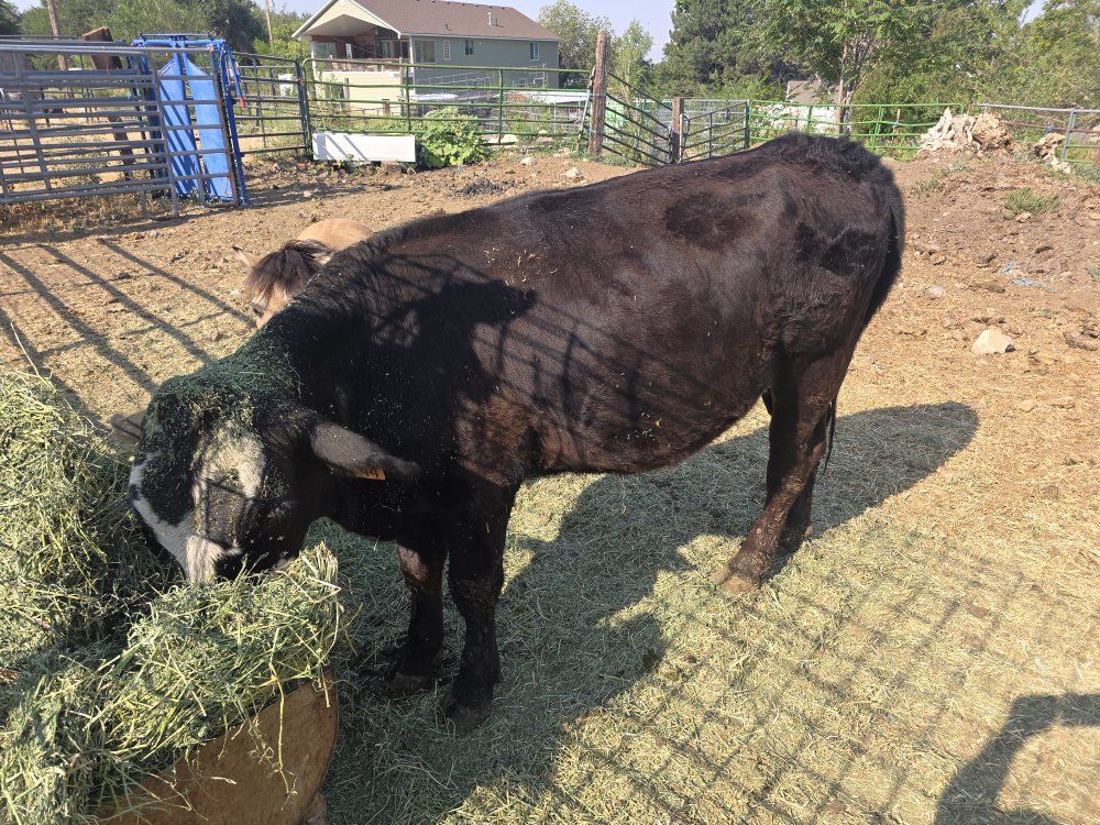 750 pound Black Angus Beef Steer