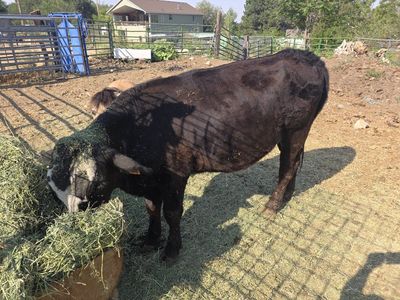 750 pound Black Angus Beef Steer