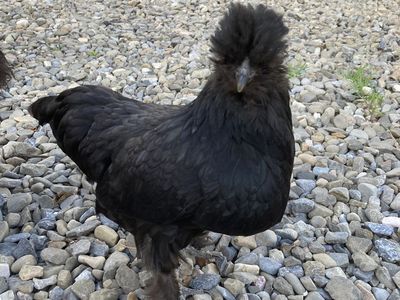 EE Bantam hens - black carrying lavender
