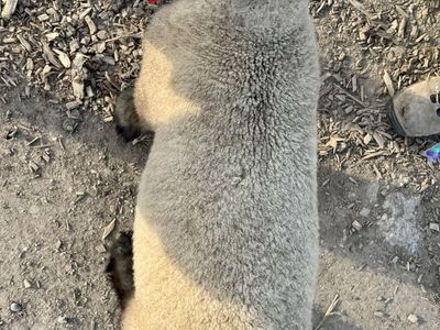 Show LAMB from winning genetics