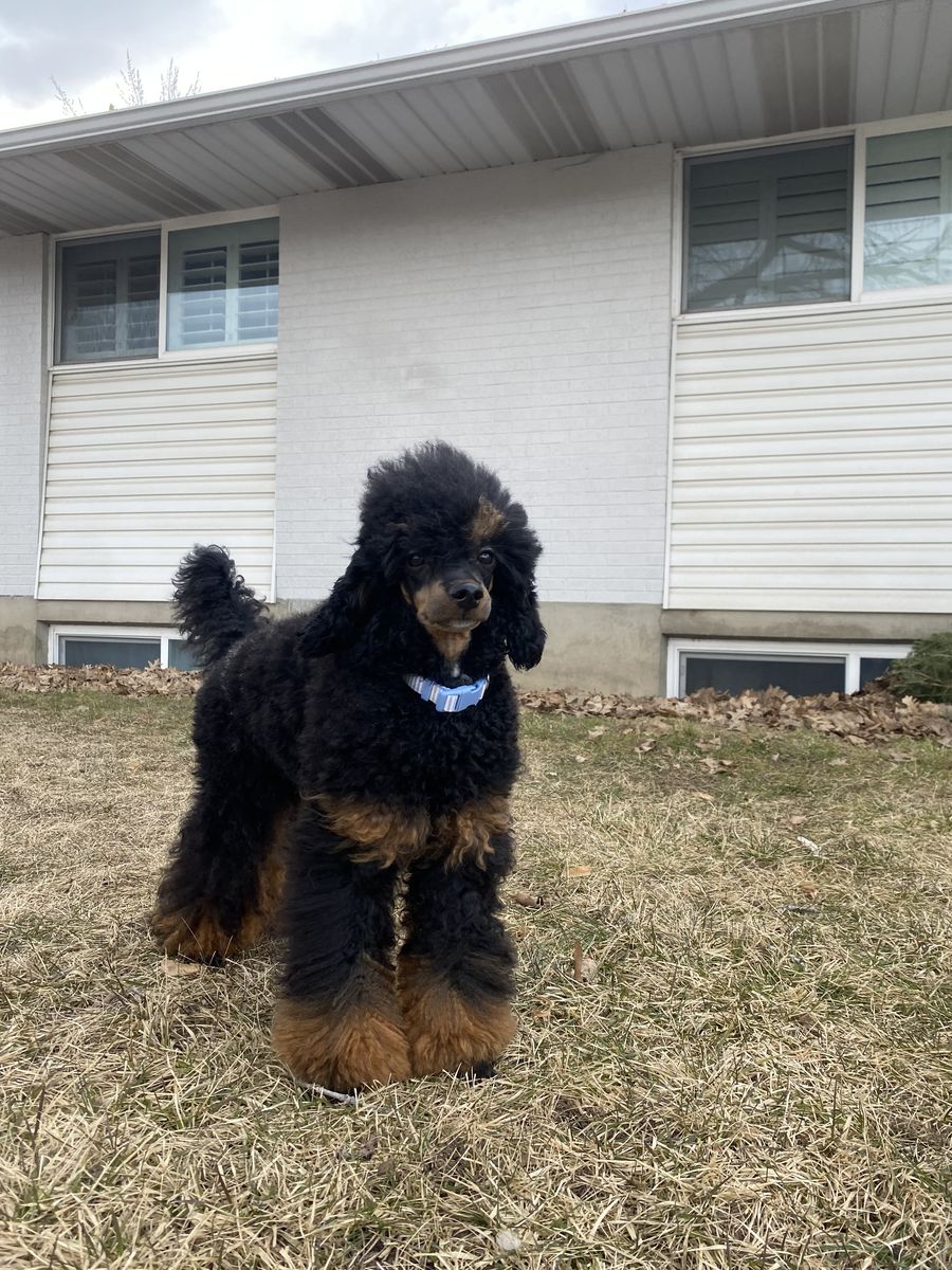 AKC UKC Champion Miniature Phantom Poodle