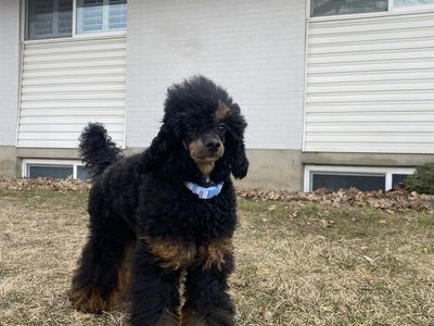AKC UKC Champion Miniature Phantom Poodle