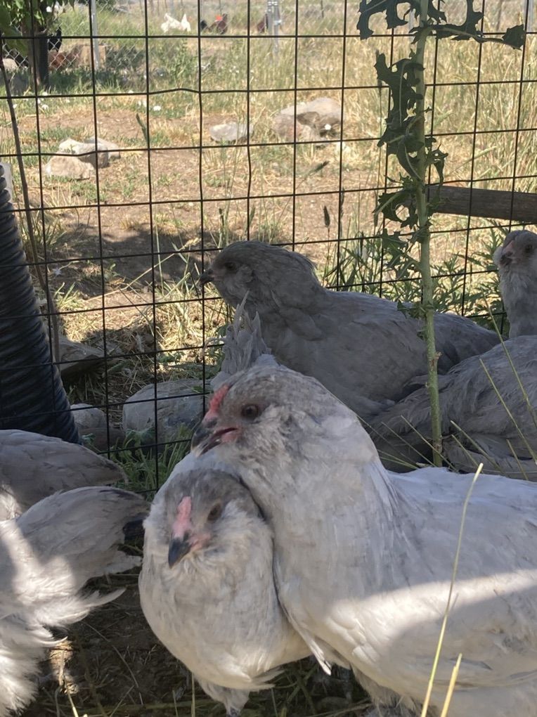 3 Month Lavender Ameraucana Roosters Standard Bred