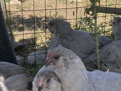 3 Month Lavender Ameraucana Roosters Standard Bred