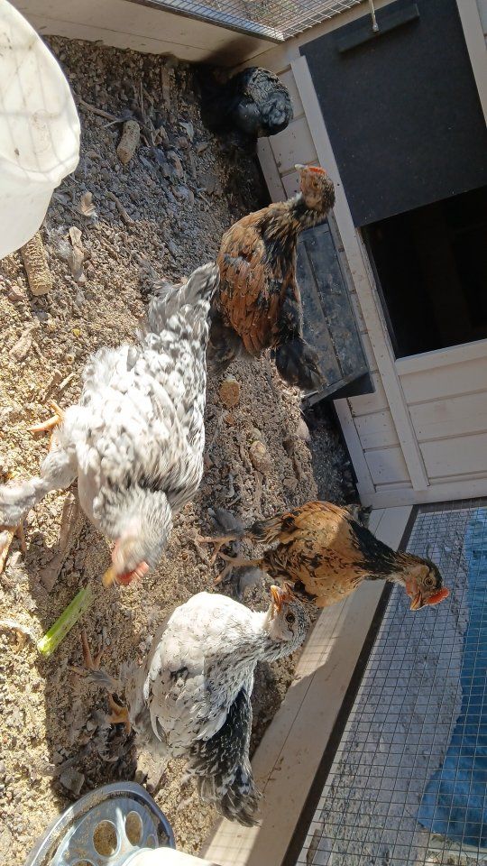 chicks