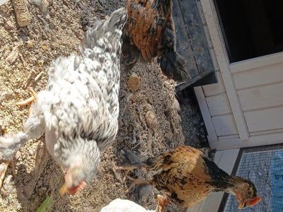 chicks