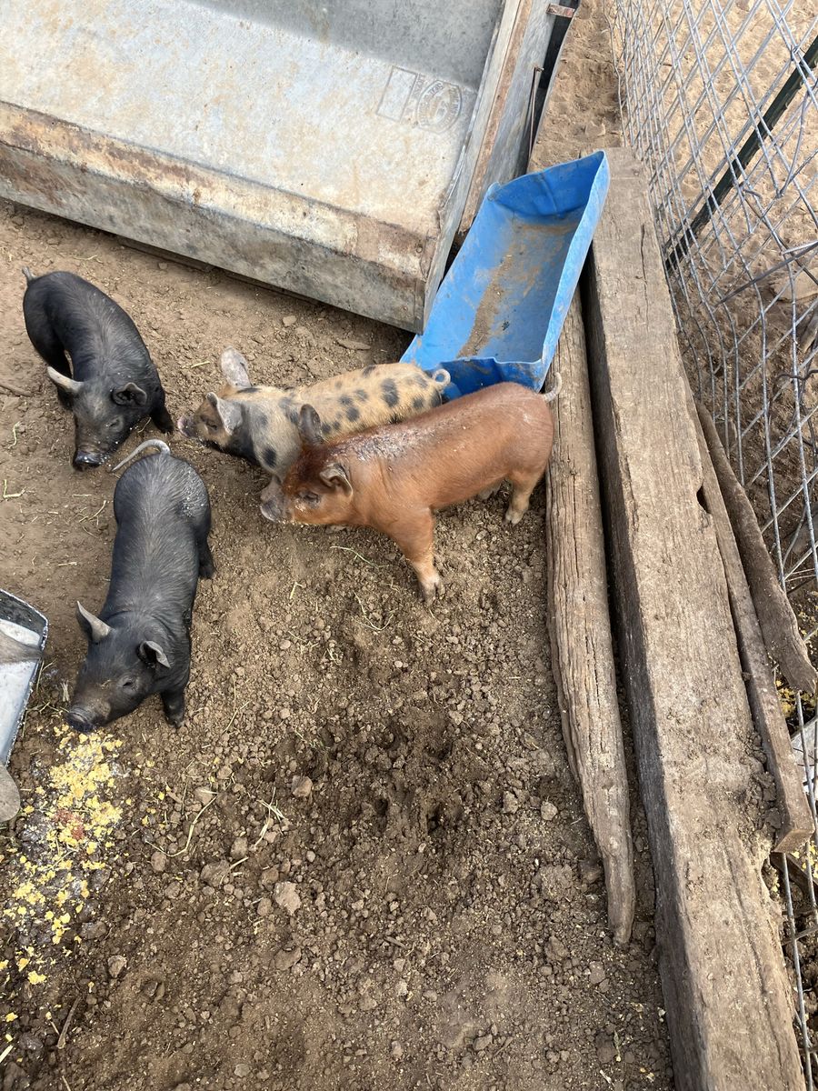 Piglets