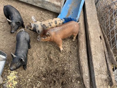 Piglets