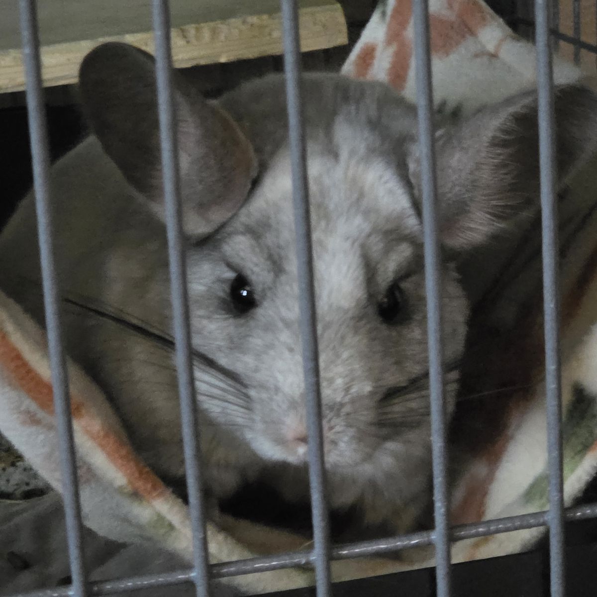 Bonded mosaic chinchillas and cage