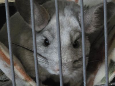 Bonded mosaic chinchillas and cage