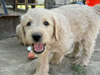 Lab/Labradoodle Puppies