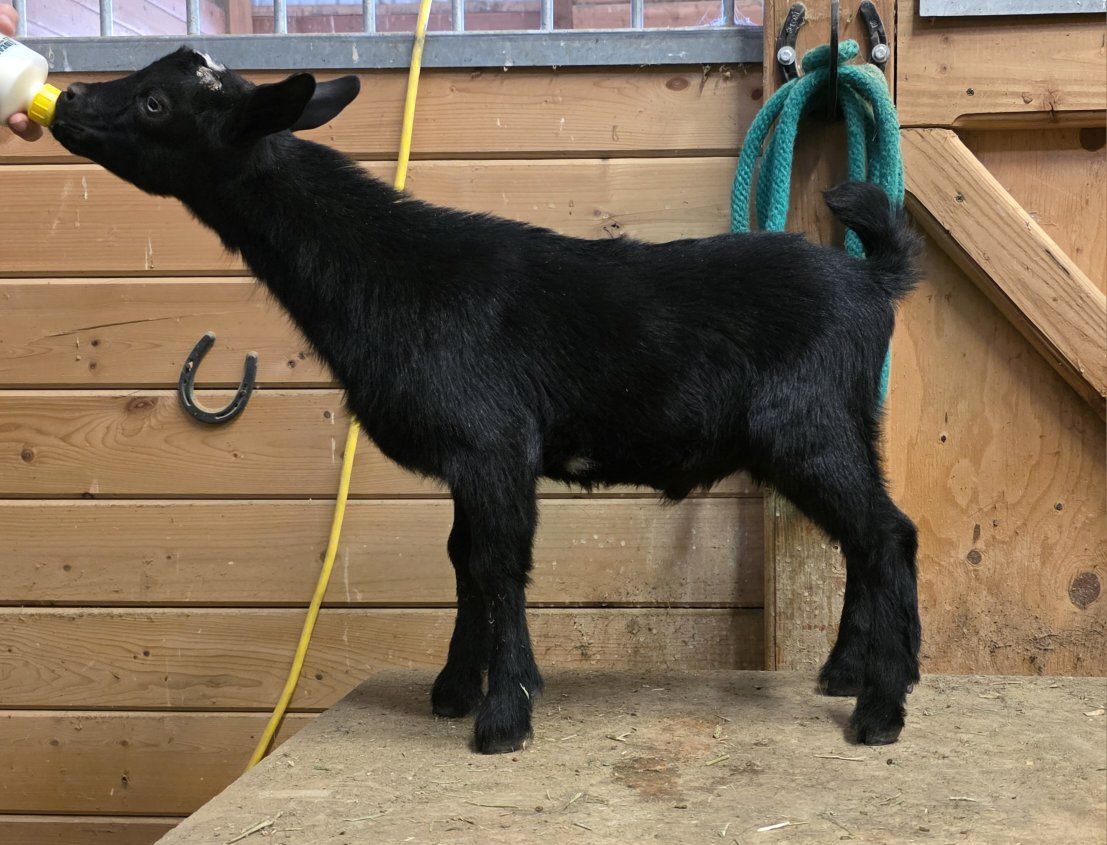 Nigerian Dwarf Bucklings