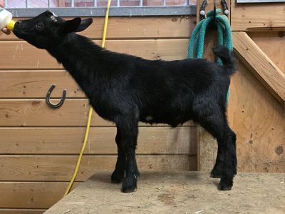 Nigerian Dwarf Bucklings