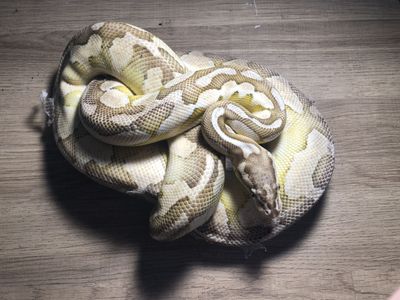 Lesser pastel ball python in need of home
