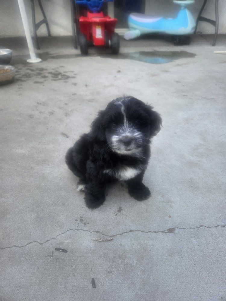 Adorable Puppies - Ready for Their Forever Homes!