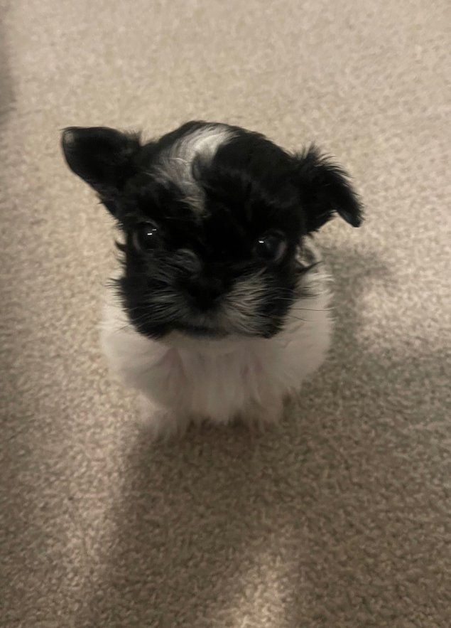 Rare parti shih tzus puppies