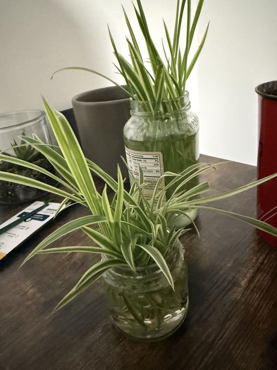Spider Plant Starts