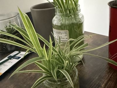 Spider Plant Starts