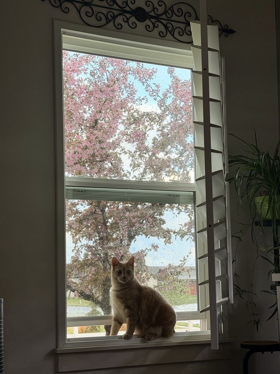 Orange tabby male 1 yr old