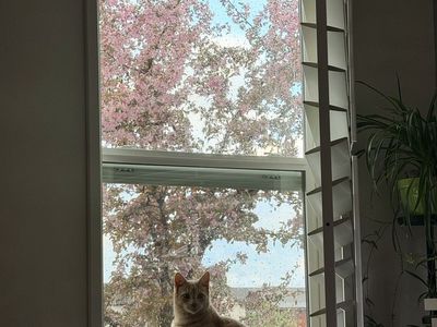 Orange tabby male 1 yr old